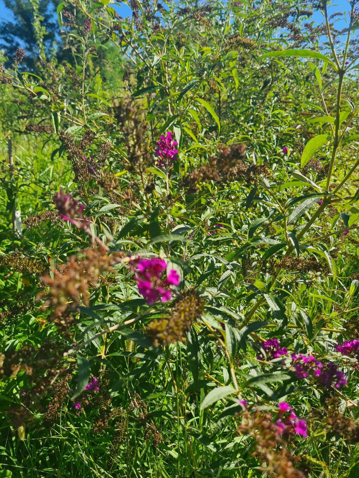 arbre à papillon pink (© Pépinière Med)