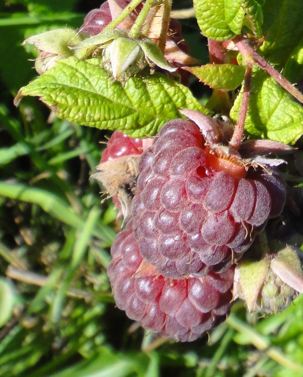 framboise pourpre (Dirk Ingo Franke, CC BY 3.0 , via Wikimedia Commons)