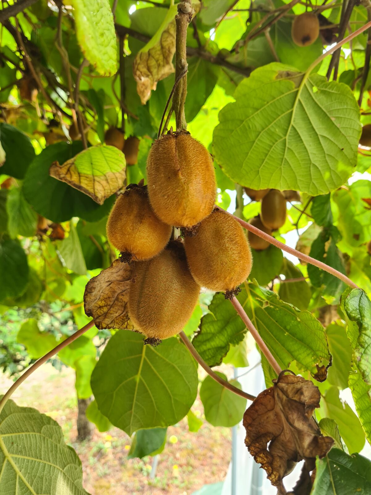 kiwi femelle hayward (© Pépinière Med)