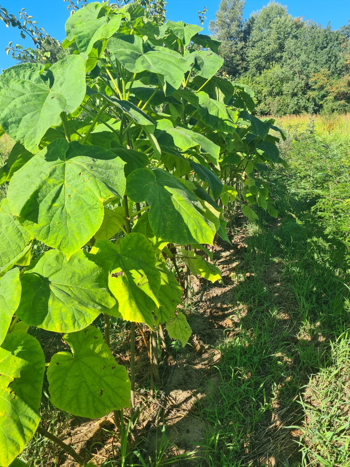 paulownia (© Pépinière Med)
