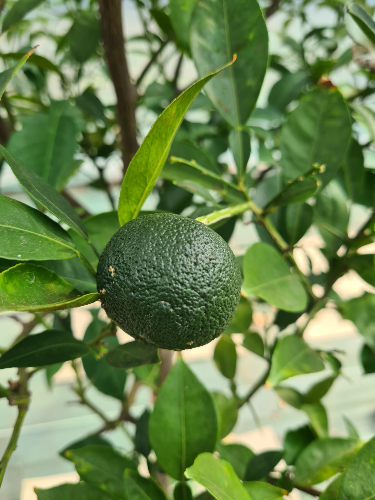 yuzu (© Pépinière Med)