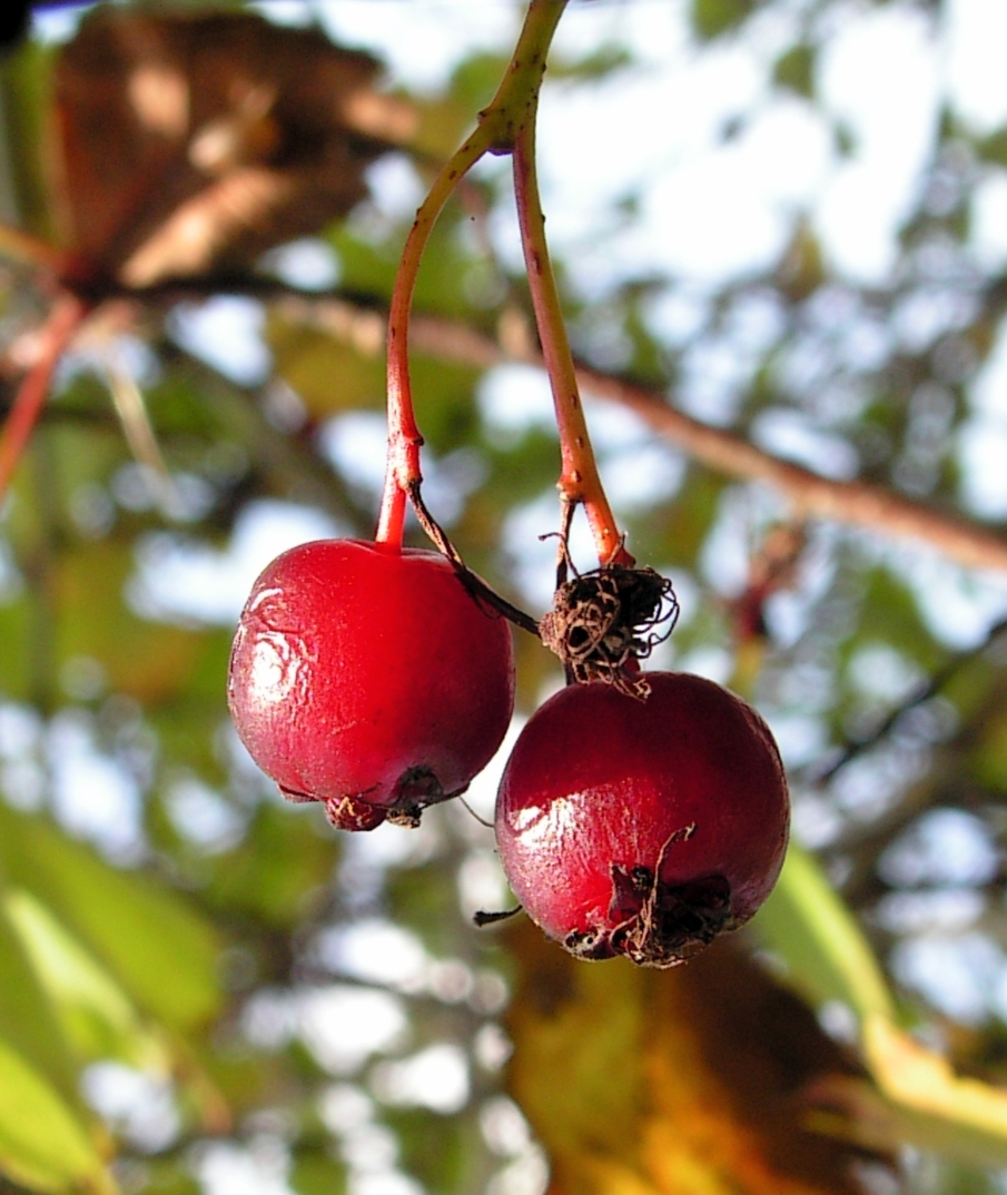 https://upload.wikimedia.org/wikipedia/commons/f/fc/Crataegus_sanguinea20090912_245.jpg