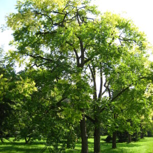 Toona sinensis (https://upload.wikimedia.org/wikipedia/commons/3/39/Cedrela_sinensis.jpg)
