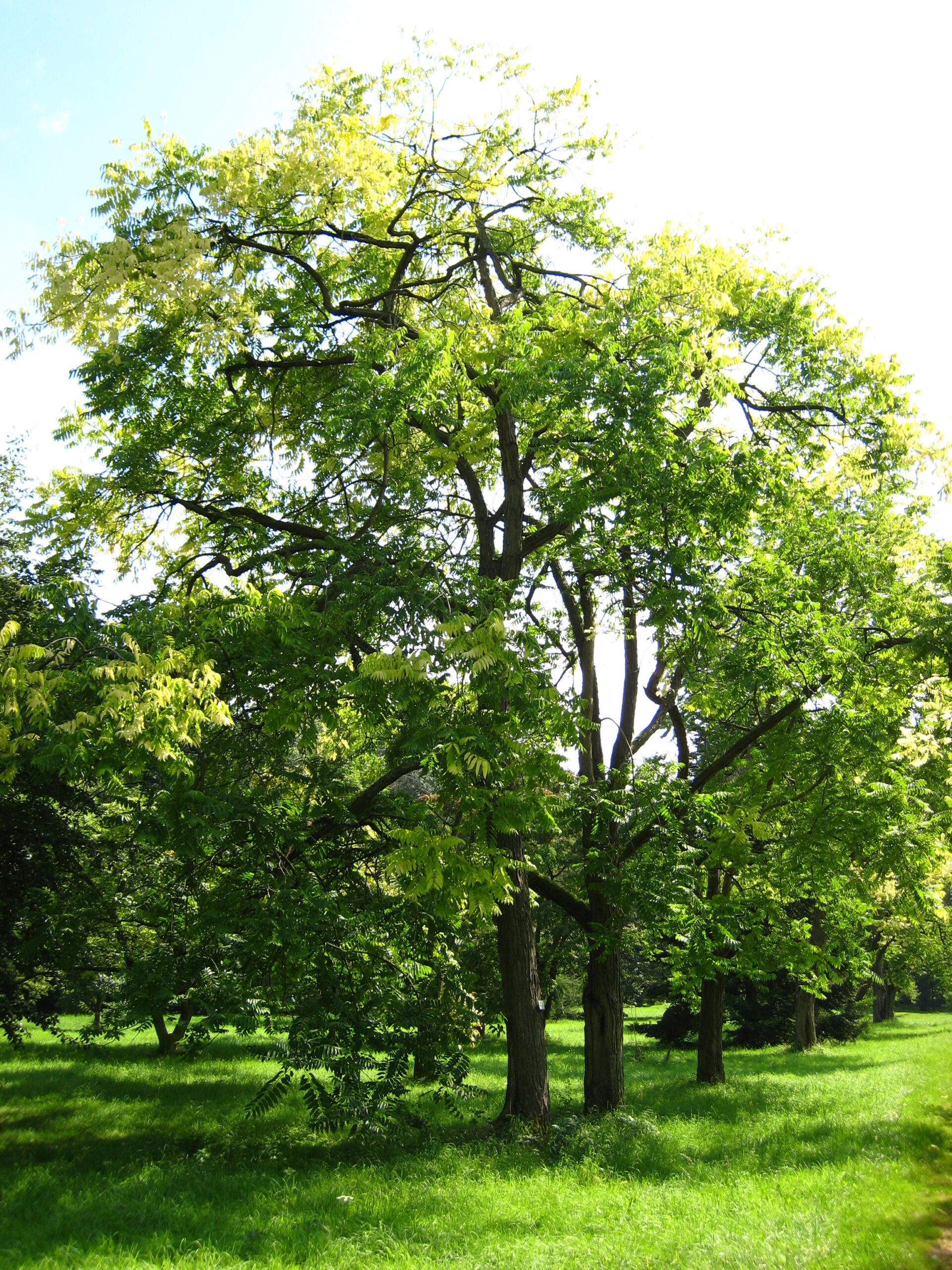 Toona sinensis (https://upload.wikimedia.org/wikipedia/commons/3/39/Cedrela_sinensis.jpg)
