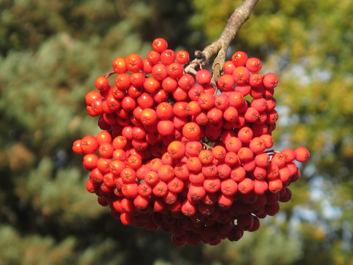 https://upload.wikimedia.org/wikipedia/commons/8/87/Berries_of_Sorbus_x_kewensis%2C_Chinese_rowan%2C_Kew_Gardens_-_geograph.org.uk_-_2711271.jpg