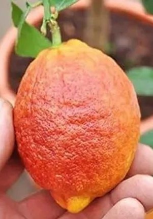 citronnier limon rosso