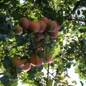 hybride peche prune (Pilgab, CC BY 3.0 , via Wikimedia Commons)