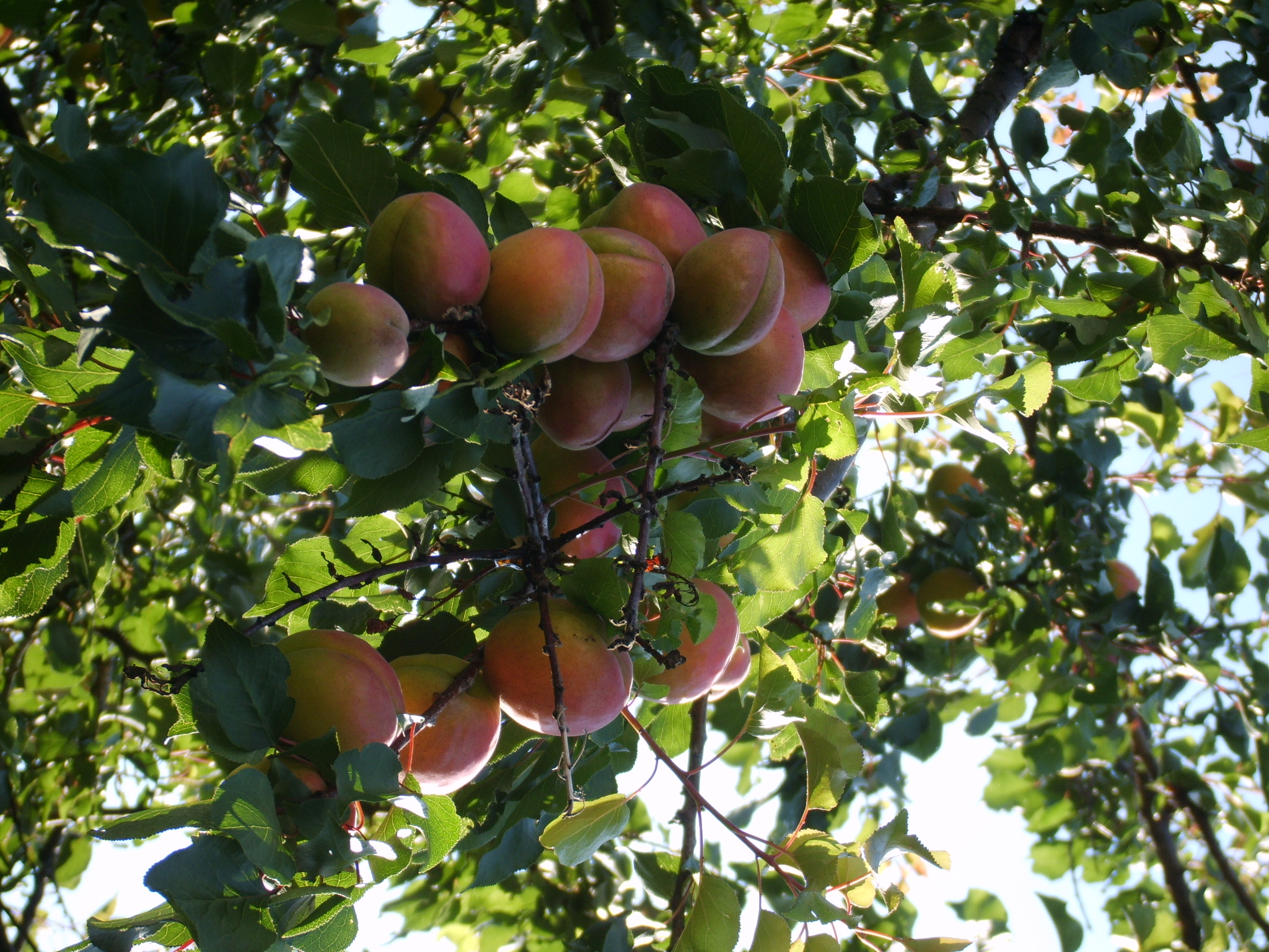 hybride peche prune (Pilgab, CC BY 3.0 , via Wikimedia Commons)